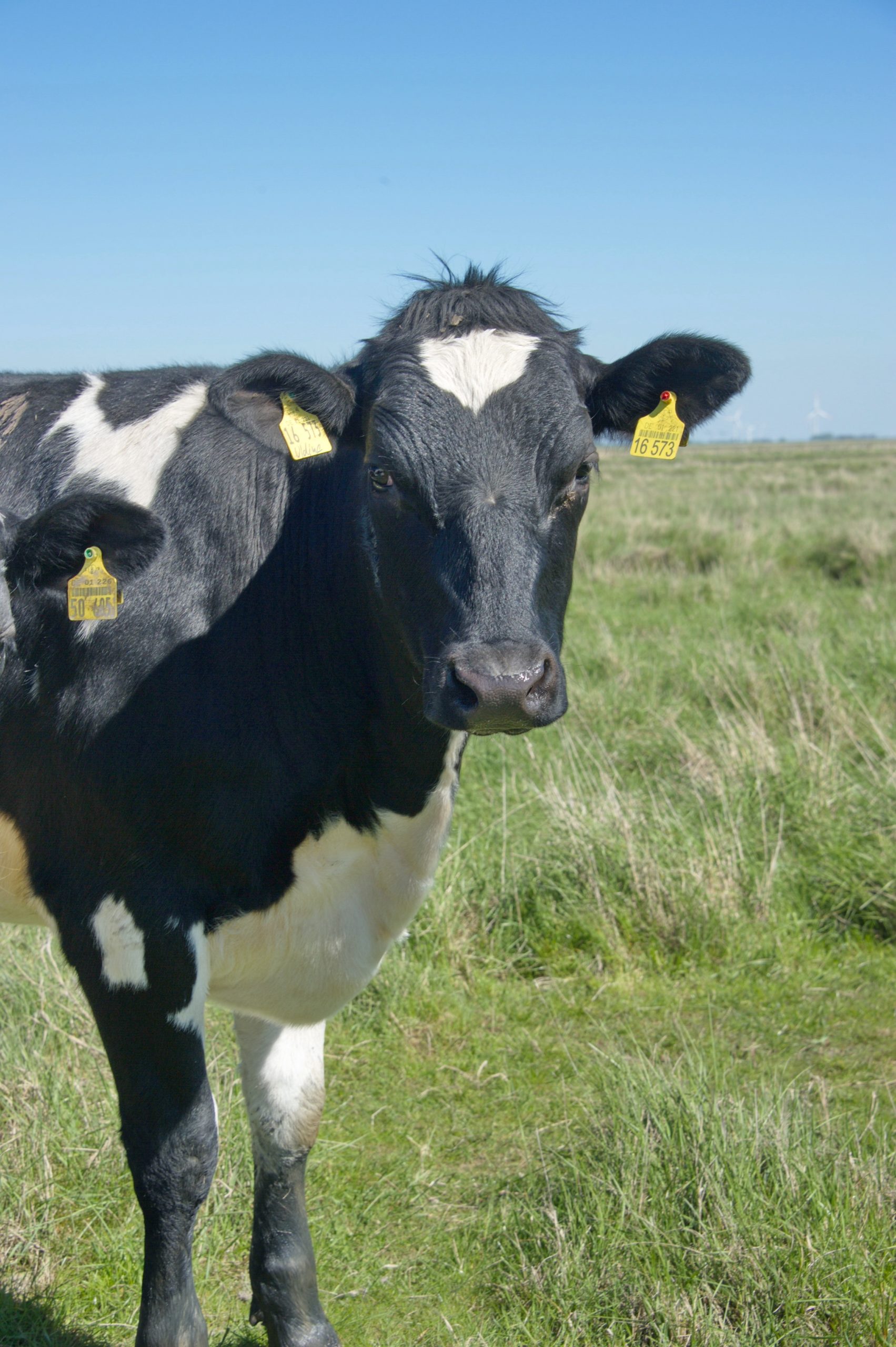 Kühe auf der Weide auf Hallig Oland - Fotographie: Katharina Hansen-Gluschitz