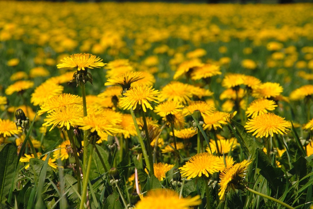 Löwenzahnfeld - Fotographie: Copyright Katharina Hansen-Gluschitz