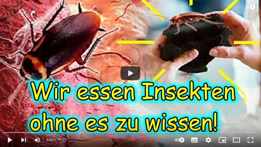 Isst-du-schon-Insekten- Video-Beitrag