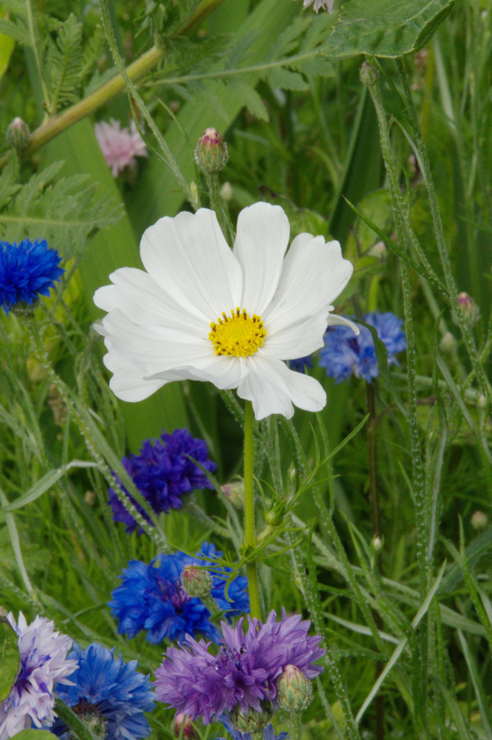 Cosmea und Kornblumen - Fotografie: Katharina Hansen-Gluschitz