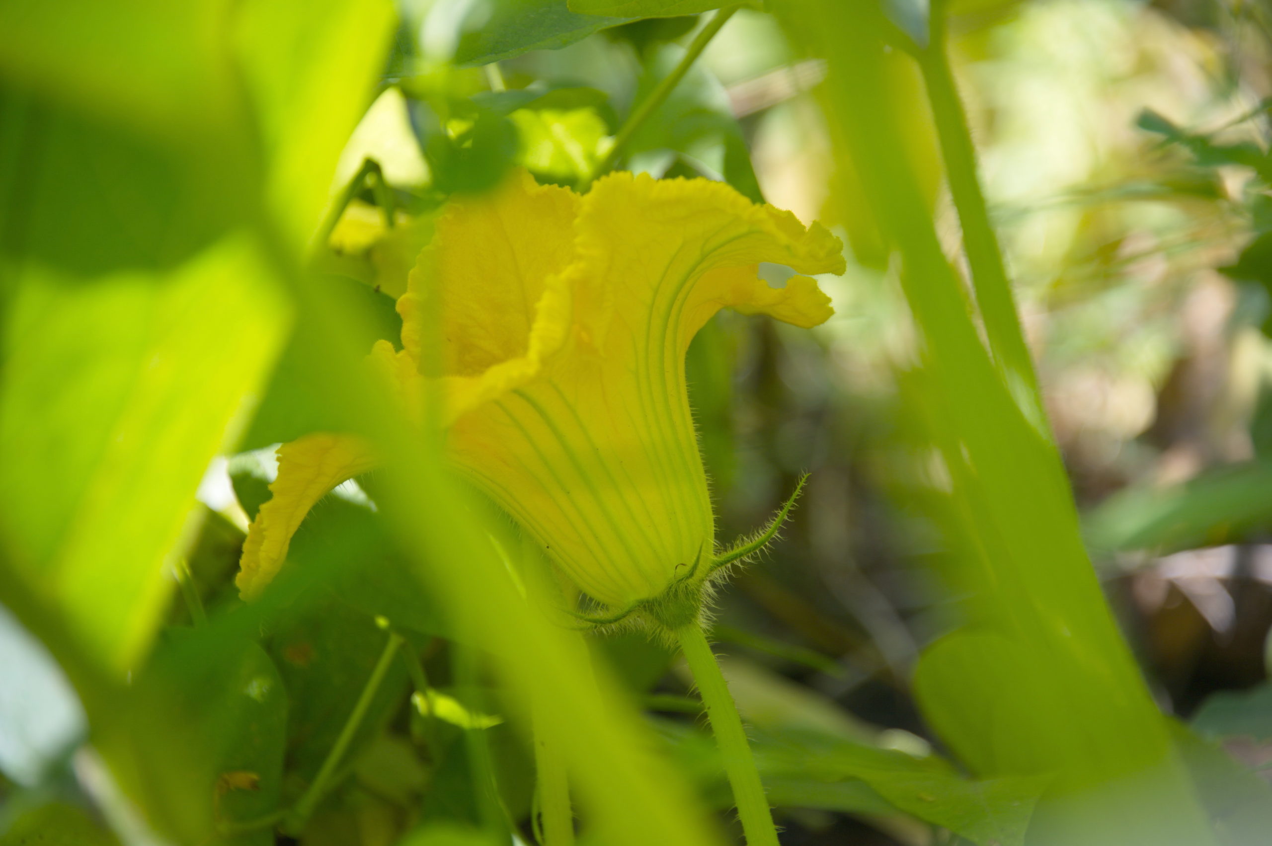 Kürbis-Blüte - Fotografie: Katharina Hansen-Gluschitz